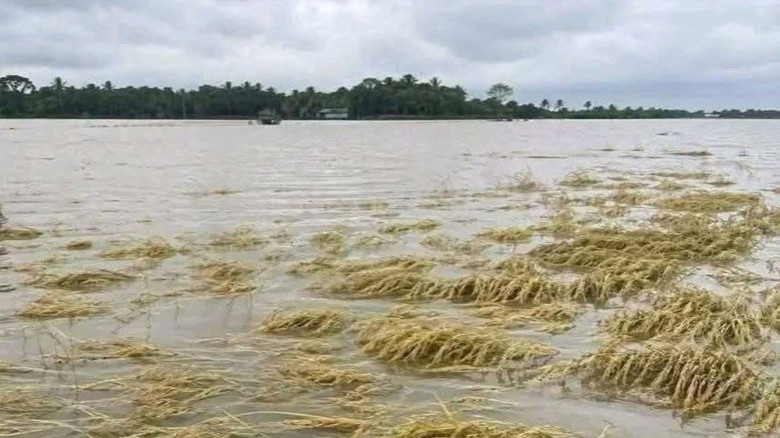 জুড়ী নদীতে পানি বিপৎসীমা ছাড়াল, মৌলভীবাজারে বন্যা পরিস্থিতি 