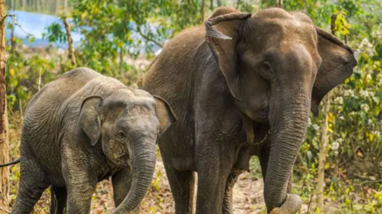 কক্সবাজারে হাতির আক্রমণে মা-মেয়ের মৃত্যু