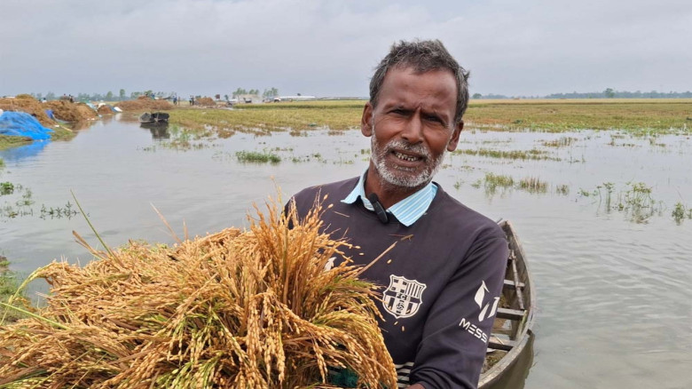হাওরে পানির নিচে ১৪ বিঘা ধান, কৃষকের কান্না