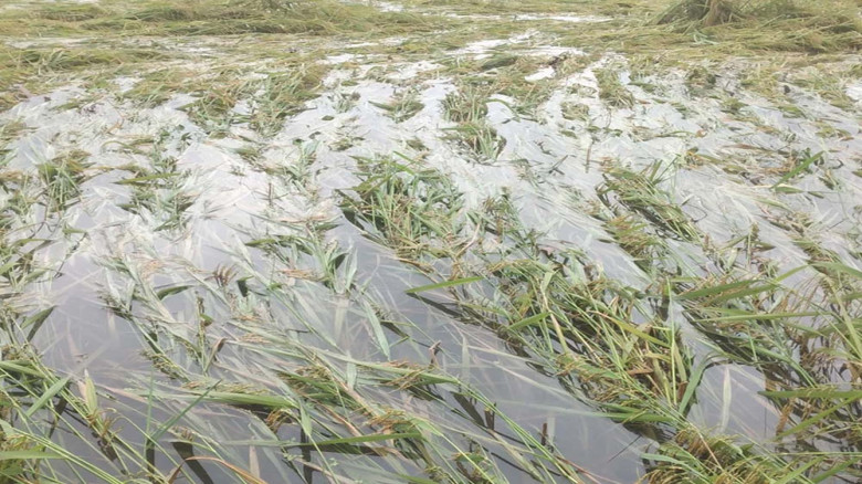 কালবৈশাখীর তাণ্ডবে দিনাজপুরে কৃষকের ফসলহানি