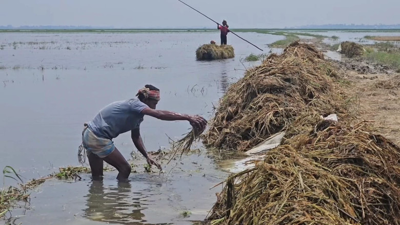 হাওরে শ্রমিক সংকটে ডুবে থাকা পাকা ধান নষ্ট, কৃষকদের বড় ক্ষতি