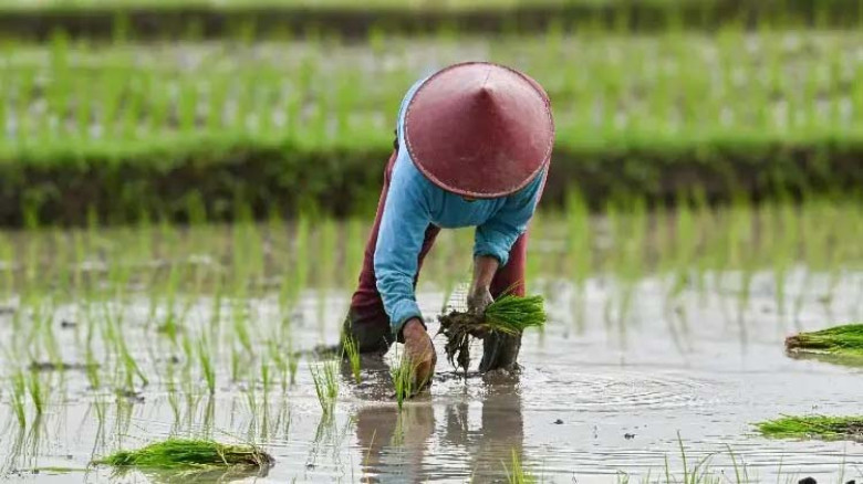 যুদ্ধ ও নিষেধাজ্ঞায় খাদ্য নিরাপত্তা ঝুঁকিতে এশিয়া