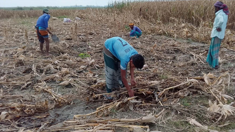 টানা বৃষ্টিতে ক্ষতির মুখে কুড়িগ্রামের ভুট্টা চাষিরা