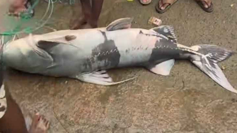 পদ্মার বাঘাইড় নিয়ে হইচই, দাম উঠল ৬৫ হাজারের বেশি