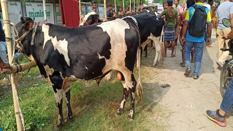 রাজবাড়ীর বড় গরুর হাটে আমদানি বেশি, দাম নিয়ে মিশ্র প্রতিক্রিয়