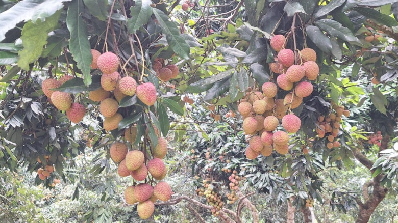 ব্রাহ্মণবাড়িয়ায় লিচুর বাম্পার ফলন, বিক্রির আশা ২৯ কোটি টাকা