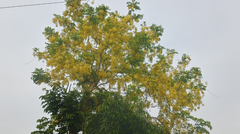 গ্রীষ্মে প্রকৃতির সোনালি সাজ, আলোচনায় ক্ষেতলালের সোনালু গাছ