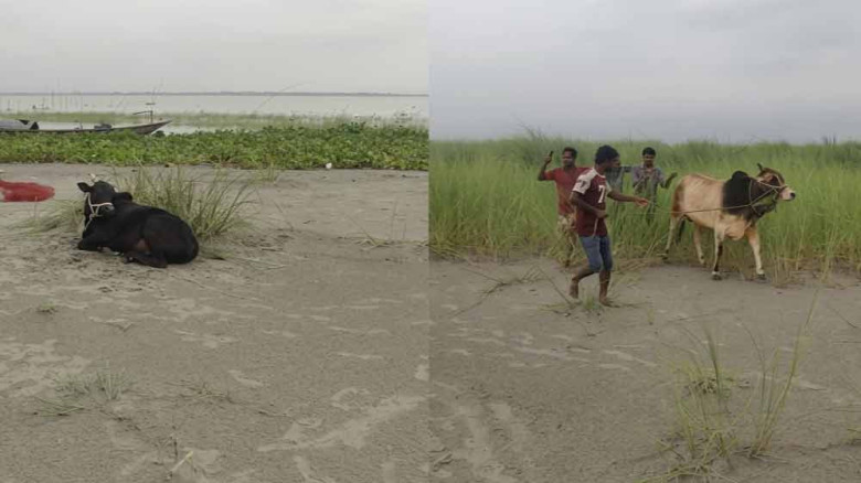 পদ্মা নদীতে ঝড়ে গরুবাহী ট্রলারডুবি, নিখোঁজ ব্যবসায়ী ও ২৩ গরু