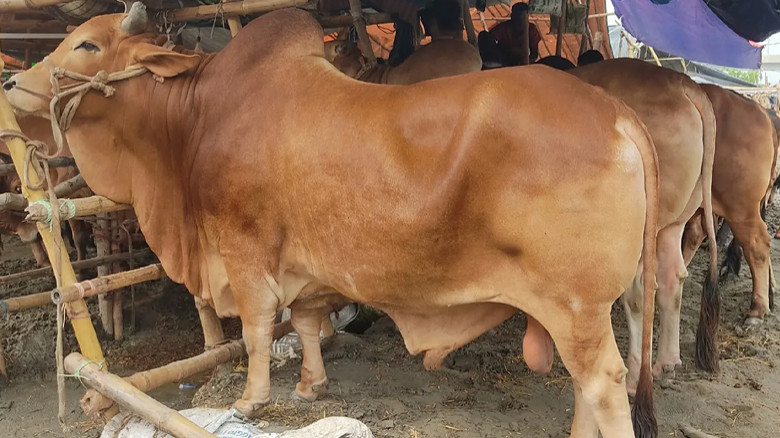 হাটে গরু বাঁধা নিয়ে সংঘর্ষ, মারধরে প্রাণ গেল ব্যবসায়ীর
