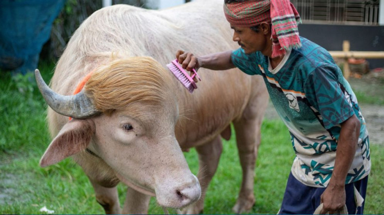 মিরপুর চিড়িয়াখানায় রাখা হচ্ছে ভাইরাল মহিষ ‘ডোনাল্ড ট্রাম্পকে
