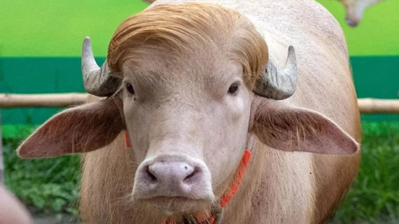 চিড়িয়াখানার ‘ডোনাল্ড ট্রাম্প’ মহিষের নামকরণ বিতর্কে কিউরেটর 