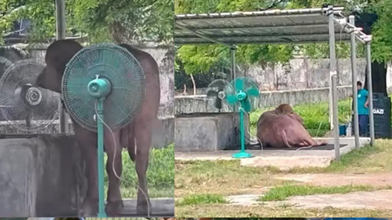 তীব্র গরমে হাঁসফাঁস করছে ‘ট্রাম্প’, আনা হলো ফ্যান