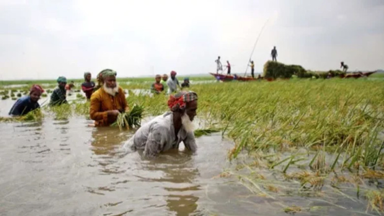 আকস্মিক বন্যায় হাওরে বোরো ধানের ব্যাপক ক্ষতি, উৎপাদন কমার শঙ