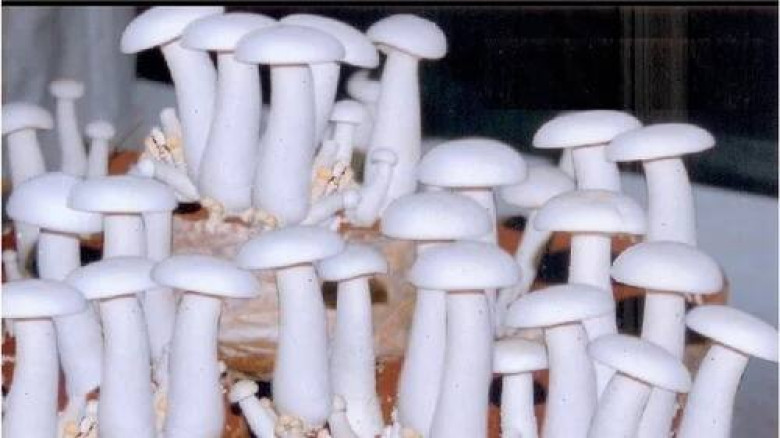 মাশরুম খেলে কমে হার্ট ও কোলেস্টেরলের ঝুঁকি
