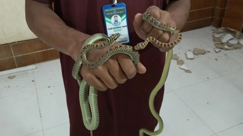 বরিশাল রেঞ্জ ডিআইজি কার্যালয় থেকে উদ্ধার জোড়া কালনাগিনী