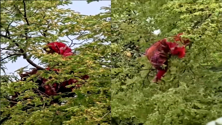 কুড়িগ্রামে আবারও তেঁতুল গাছের চূড়ায় ভাইরাল সেই নারী  সাজেদা