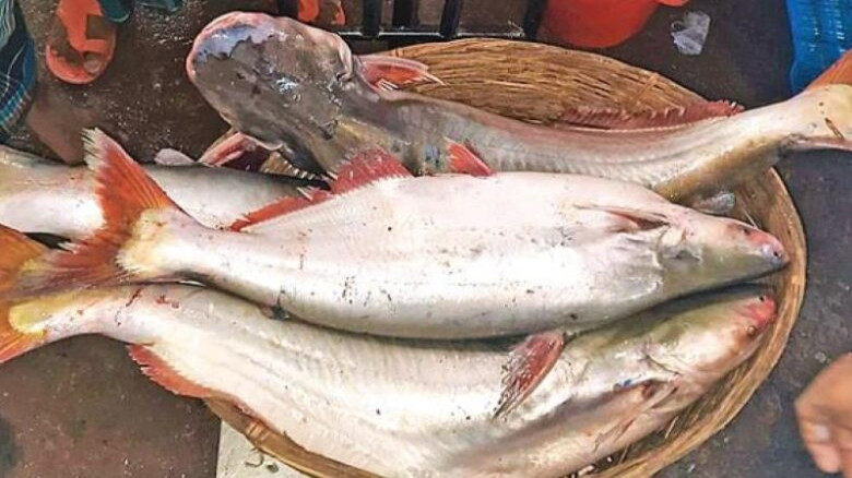 আমদানি করা পাঙ্গাশ ফিলেতে ২০% শুল্ক, বাড়তে পারে দাম