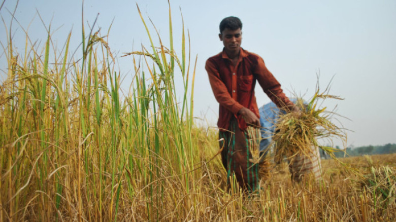 সরকারি গুদামে ধান বিক্রিতে বঞ্চিত কৃষক, নাজিরপুরে উত্তেজনা