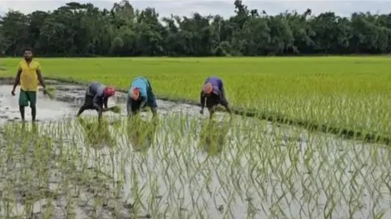প্রণোদনার পরও আউশ আবাদে লক্ষ্যমাত্রা পূরণ নিয়ে সংশয় ময়মনসিংহ