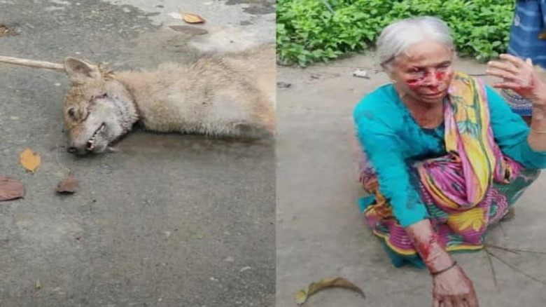 ফুলবাড়ীতে শিয়ালের কামড়ে দুই নারী আহত, একজনের অবস্থা গুরুতর, 
