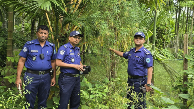 সুপারি বাগানে গাঁজা চাষ, অভিযান চালিয়ে গাছ জব্দ