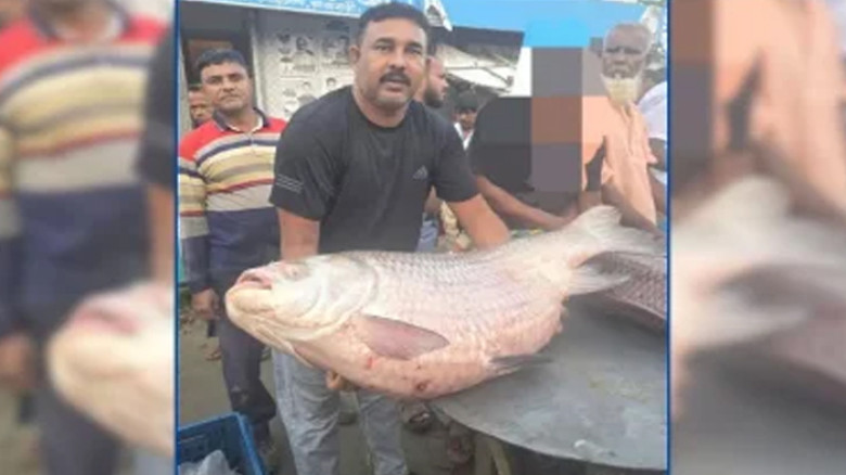 পদ্মার এক কাতল ৭৩ হাজার ৫০০ টাকায় বিক্রি