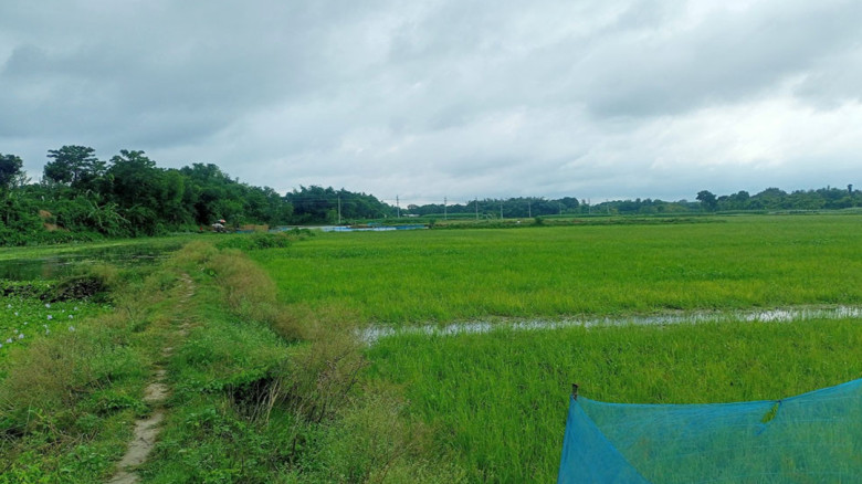 এক দশক ধরে জলাবদ্ধতায় চাষাবাদের বাইরে দামুড়হুদার কুঠির বিল