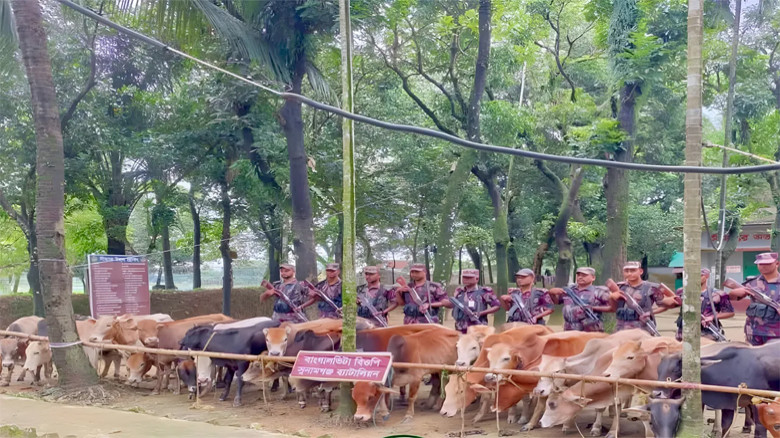 সুনামগঞ্জ সীমান্তে বিজিবির অভিযানে ২৮ ভারতীয় গরু ও নৌকা জব্দ
