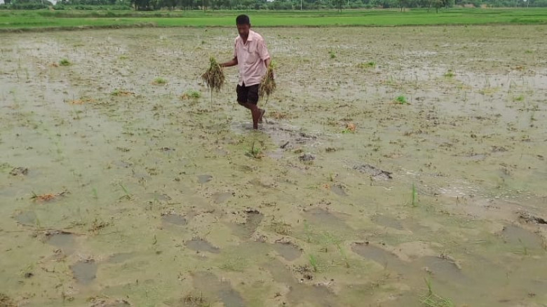 চাঁপাইনবাবগঞ্জে তিন বিঘা জমির ধান উপড়ে ফেলল দুর্বৃত্তরা