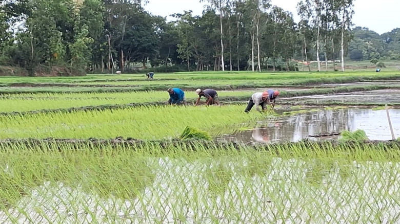 বন্যার ক্ষতি কাটিয়ে বোয়ালখালীতে আমন আবাদে ব্যস্ত কৃষক