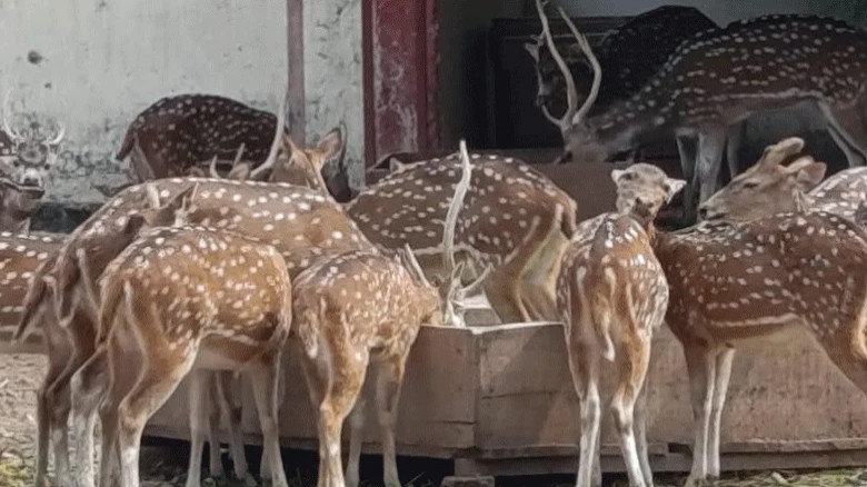 চিড়িয়াখানায় তিন হরিণের হদিস নেই, উঠছে নানা প্রশ্ন