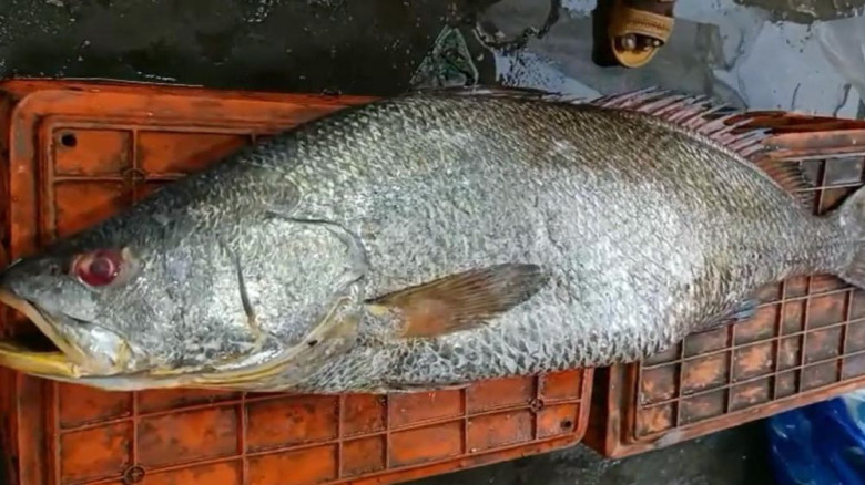 বঙ্গোপসাগরে ধরা পড়ল ২২ কেজির ধাতিনা ভোল