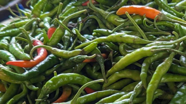 ৪২০ টাকা থেকে ১২০, কমল কাঁচা মরিচের দাম